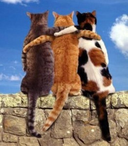 cats-friends[1]